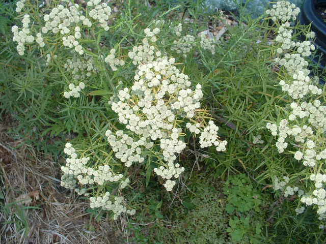 Pycnanthemum tenuifolium (seed)